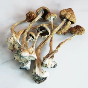 buy magic mushroom in dubai