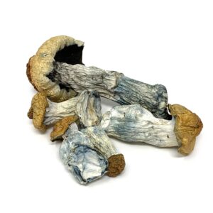 buy penis envy mushroom online