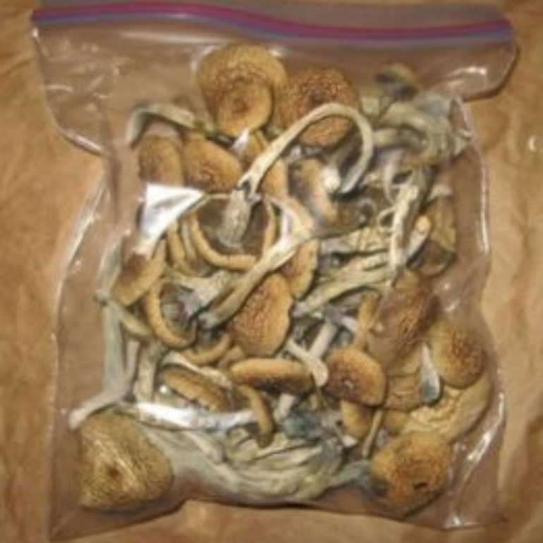 Buy Golden Teacher Mushroom In Dubai