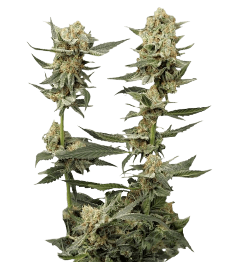 marijuana-northern-lights-autoflowering-cannabis-seed-cannabis-removebg-preview